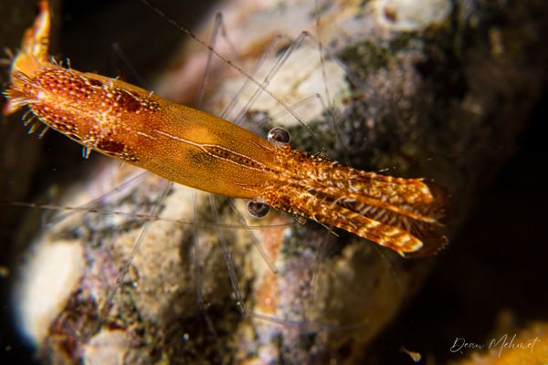 Donald Duck Shrimp