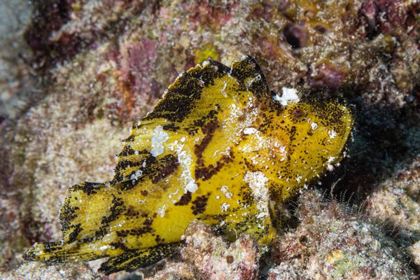 Leaf Scorpionfish