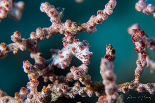 Pygmy Seahorse