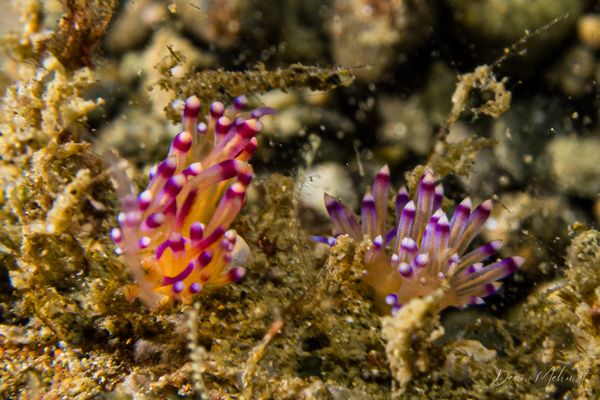 Coryphellina lotos