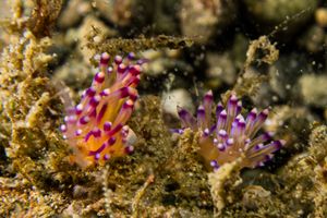 Coryphellina lotos