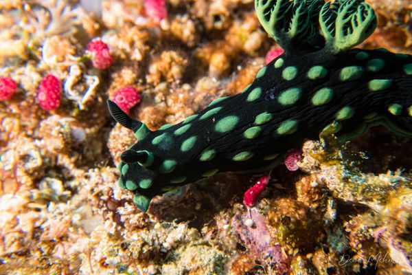 Crested Nembrotha