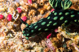Crested Nembrotha