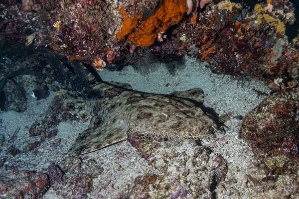 Tasselled Wobbegong