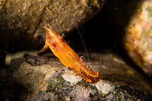 Donald Duck Shrimp