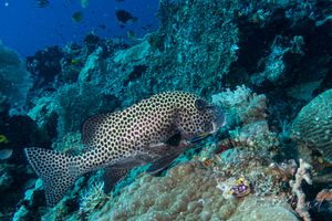 Harlequin Sweetlips