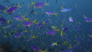 Blue-and-yellow Fusilier