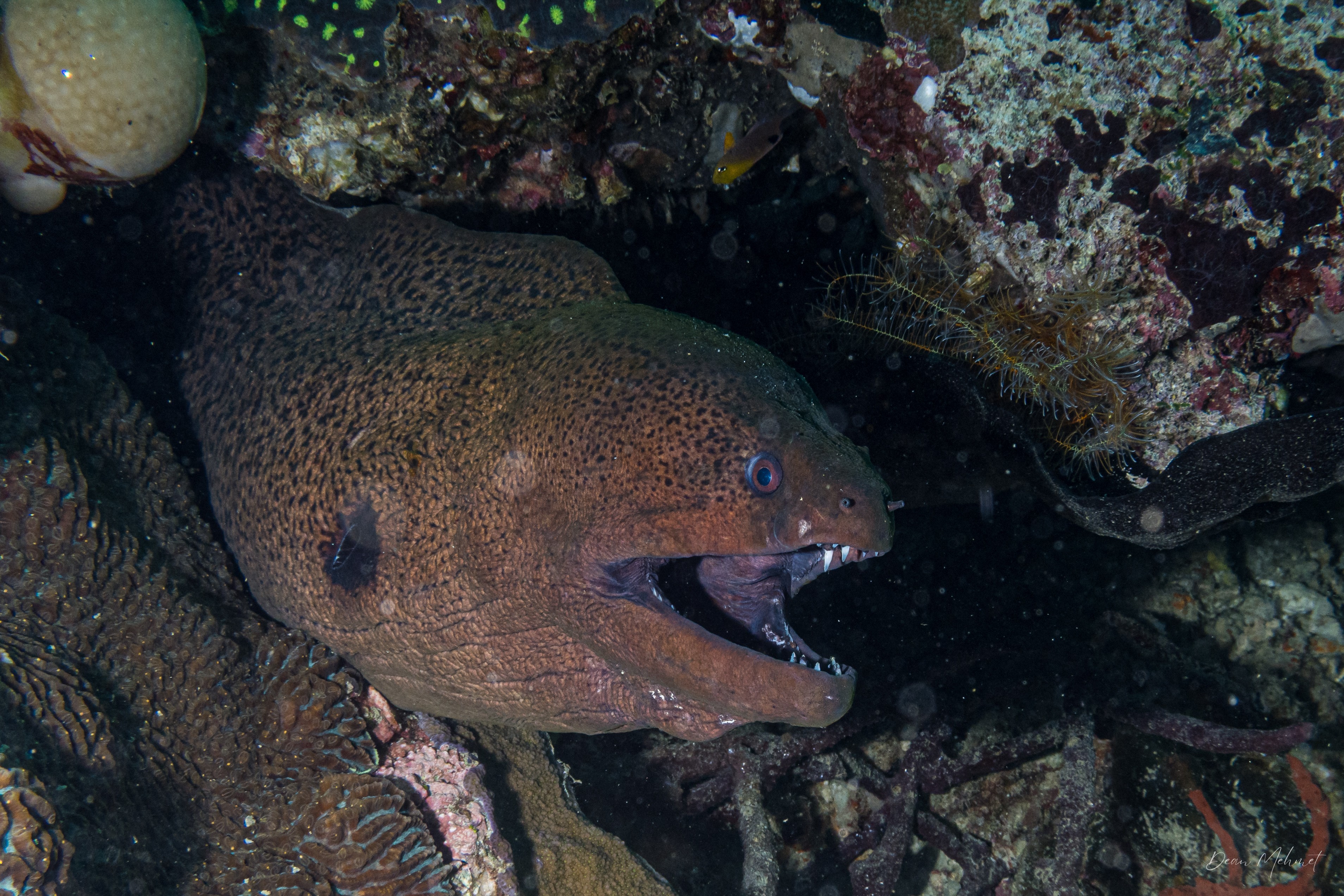 Giant Moray
