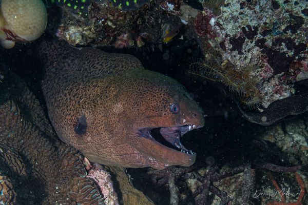 Giant Moray