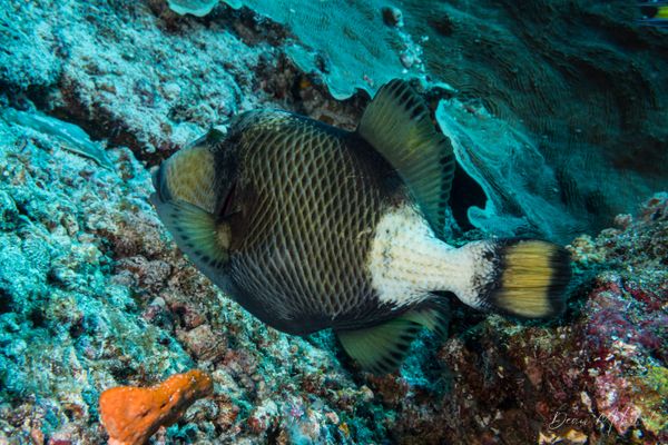 Titan Triggerfish