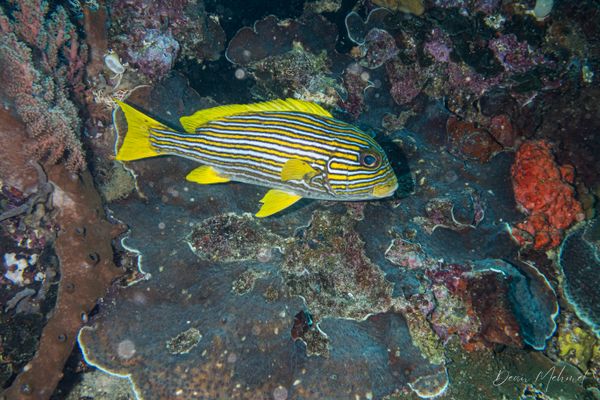 Ribbon Sweetlips