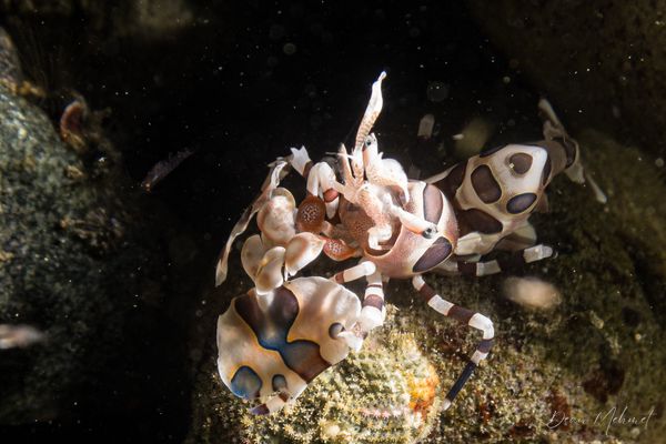 Harlequin Shrimp