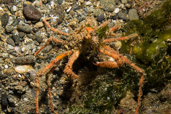 Graceful Decorator Crab