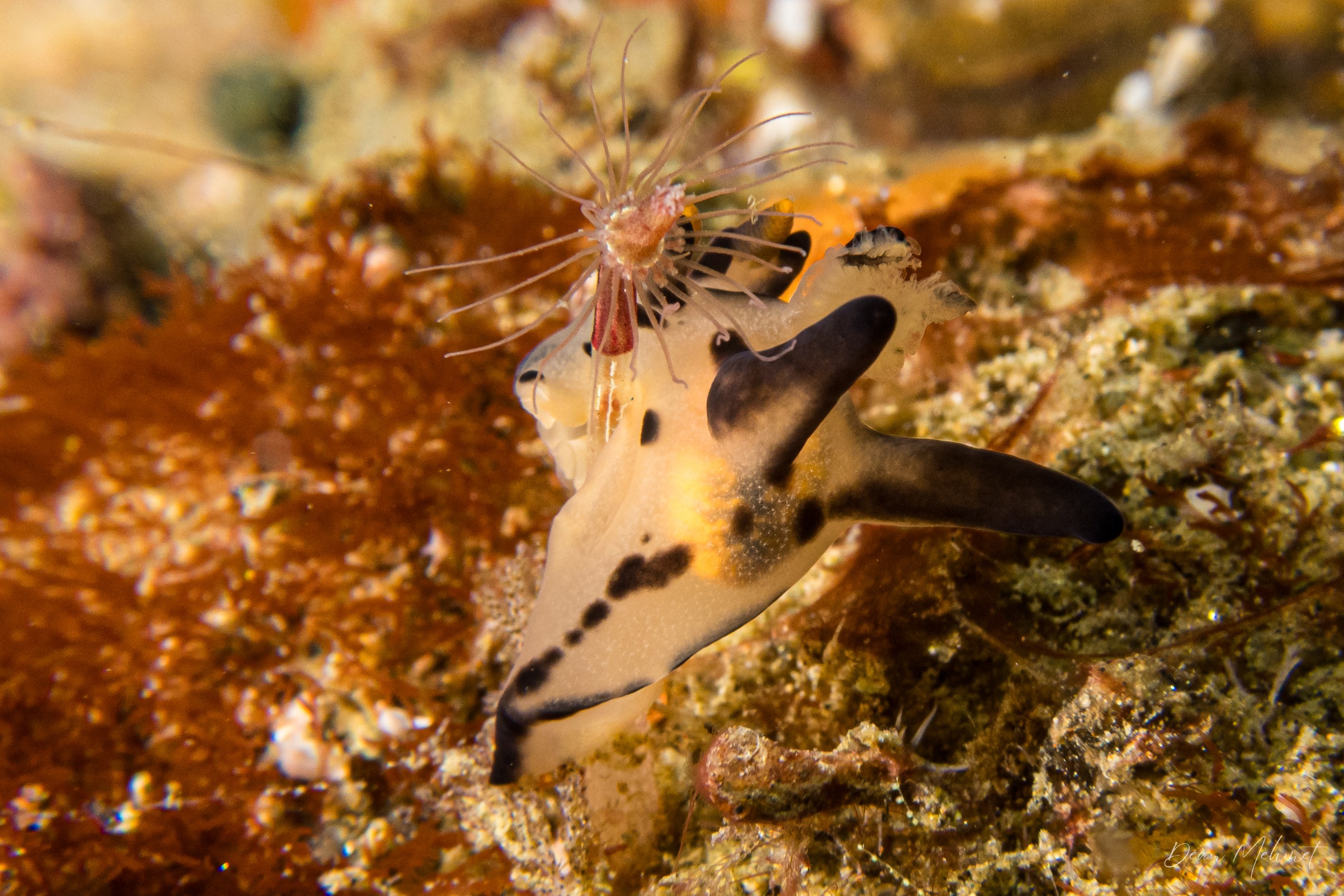 Thecacera melkyi