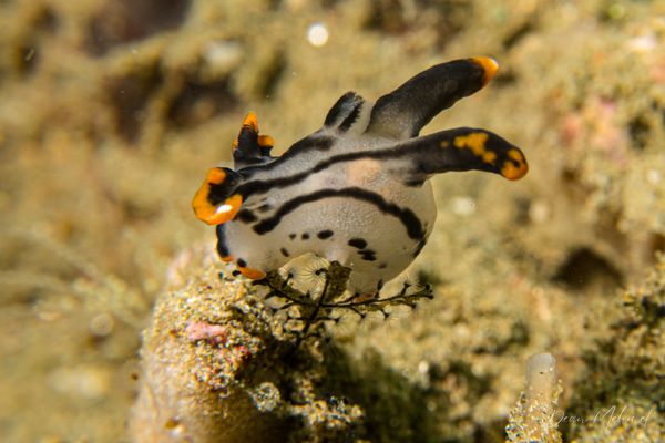 Thecacera picta - Ambon - 15 September 2026 - Dive 1 - Air Manis