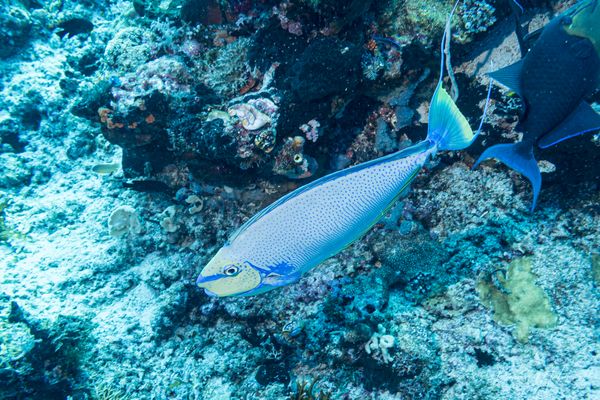 Bignose Unicornfish