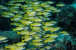 Bengal Snapper