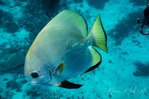 Spadefishes representative species