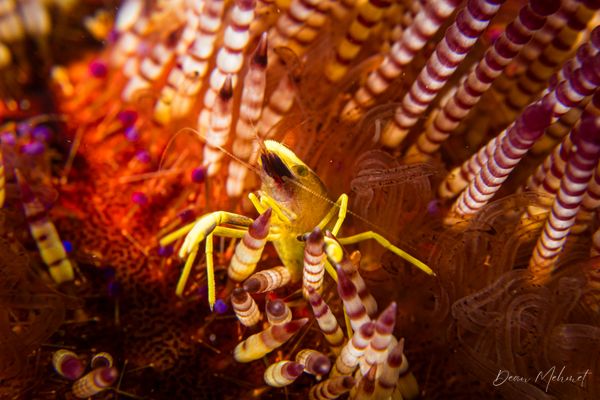 Brock's Urchin Shrimp