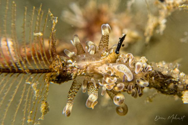 Archive frame - Ambon - 15 September 2026 - Dive 1 - Air Manis