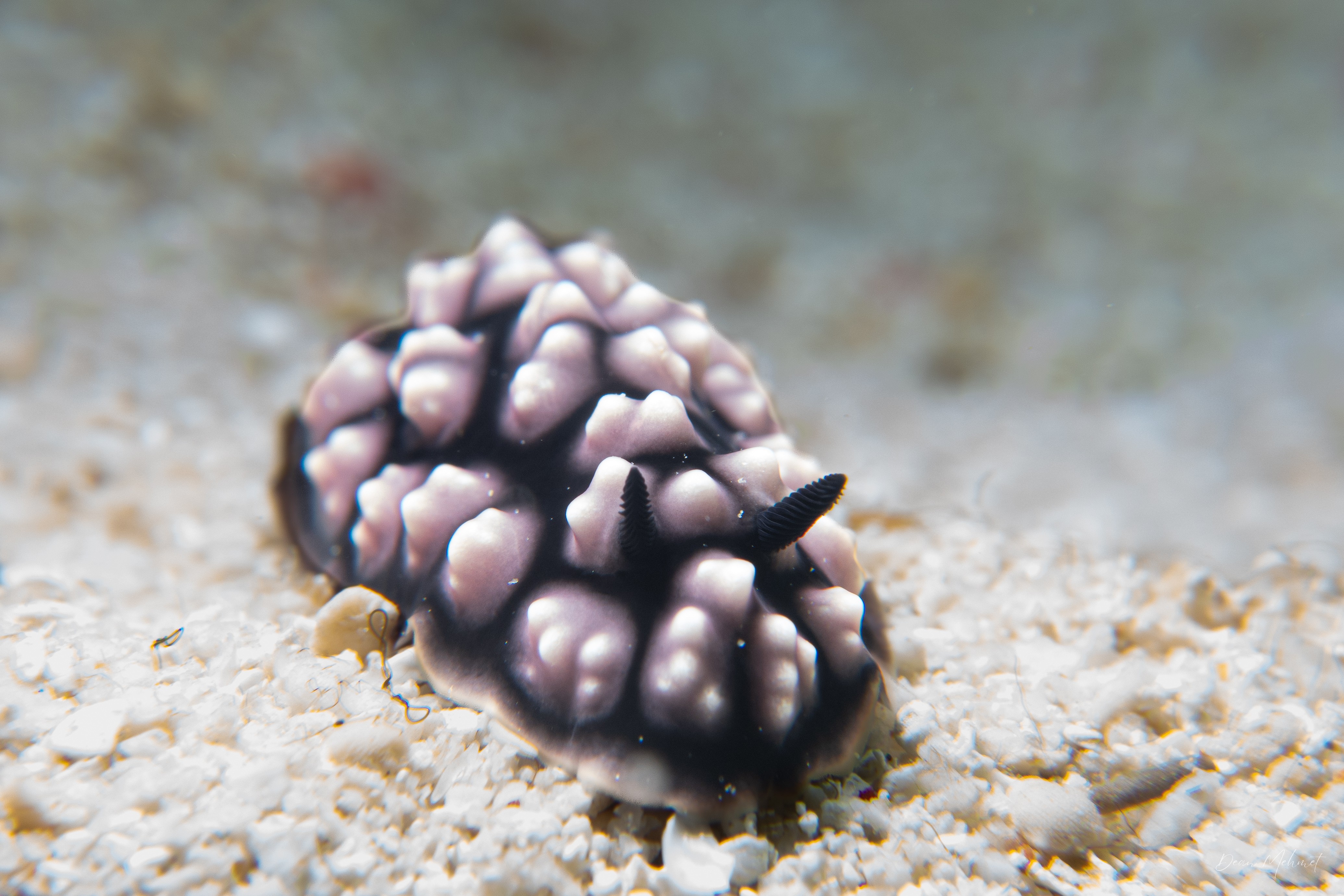 Pustulose Wart Slug