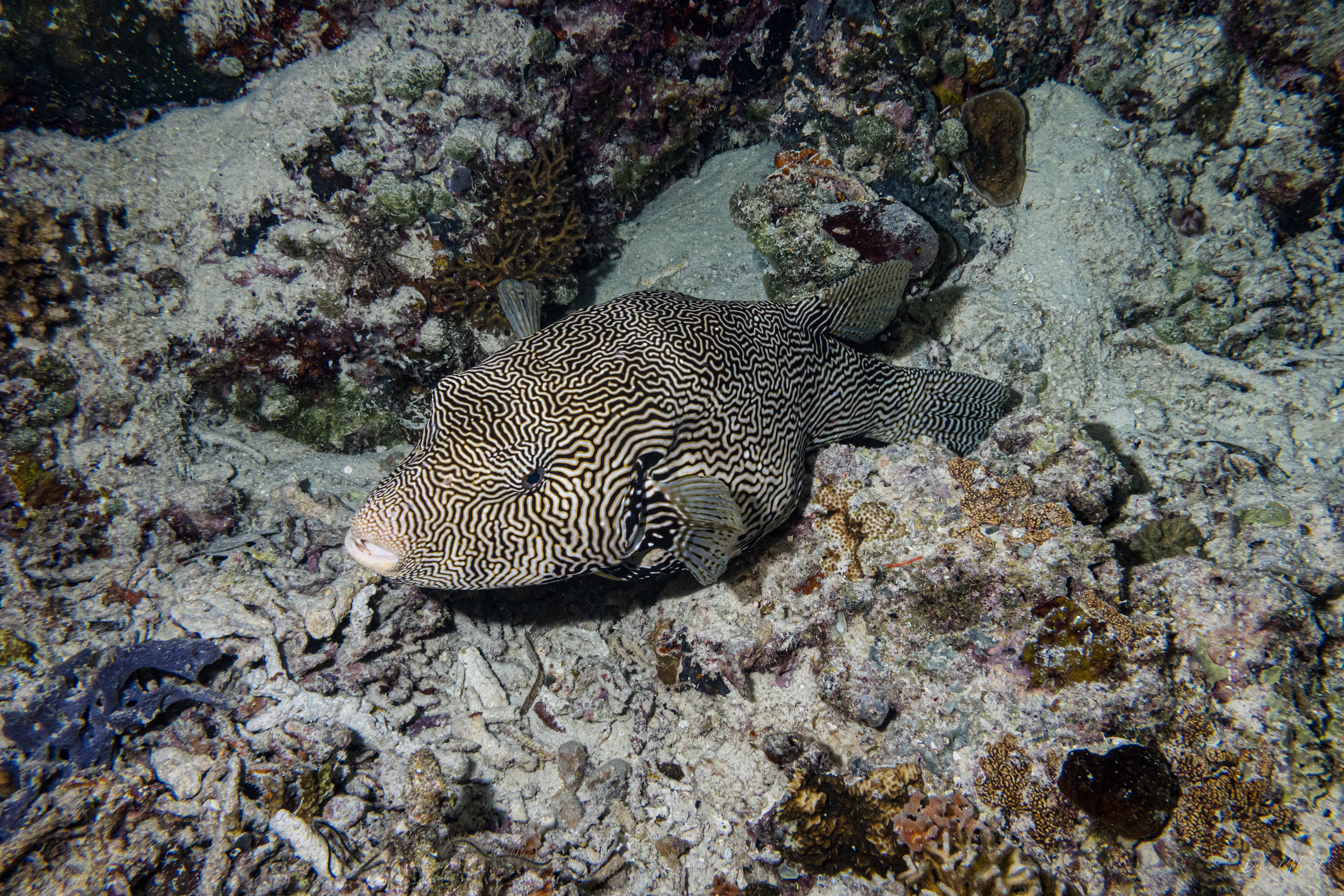 Scribbled Puffer