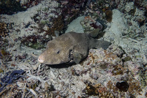 Scribbled Puffer