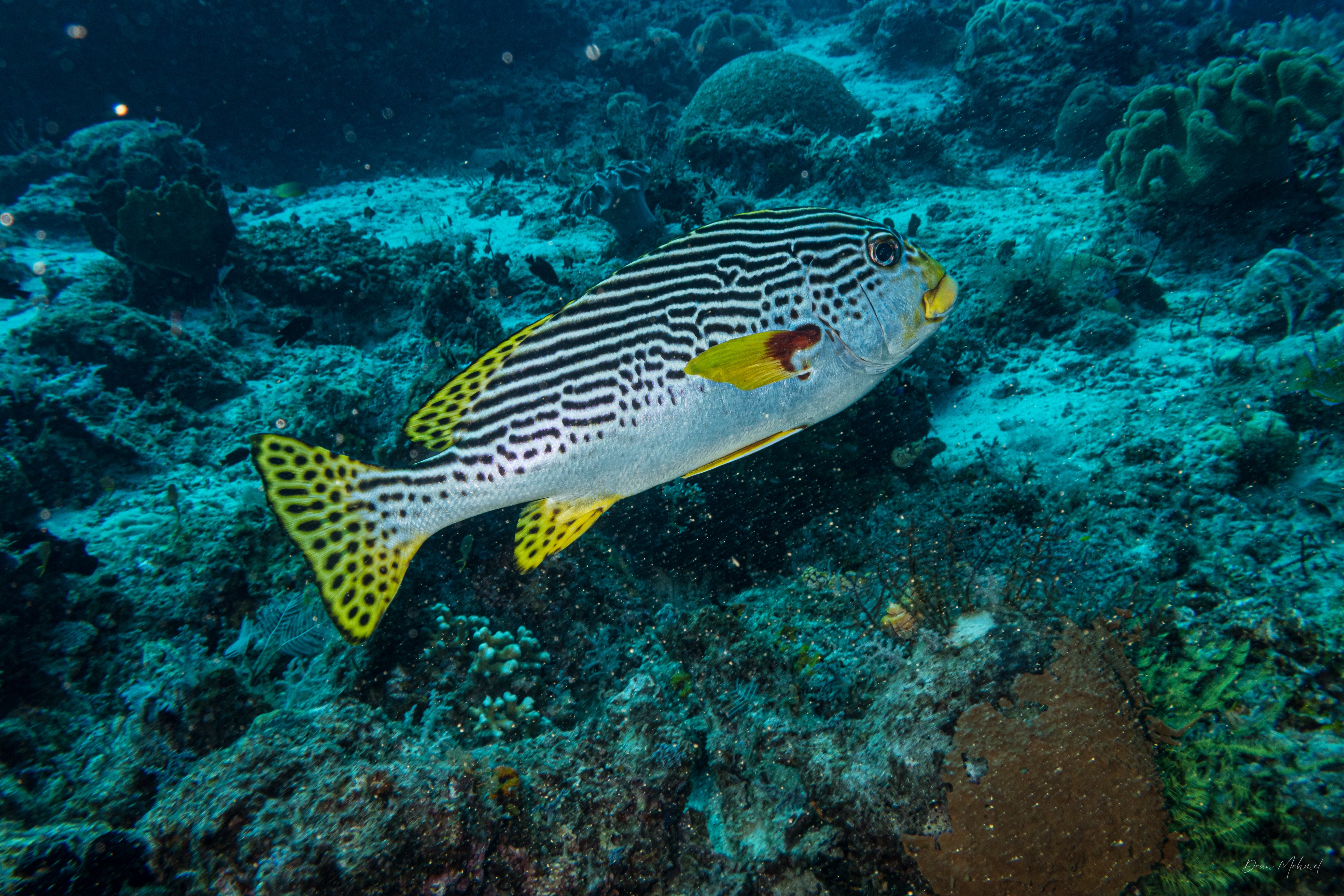 Oblique-banded Sweetlips