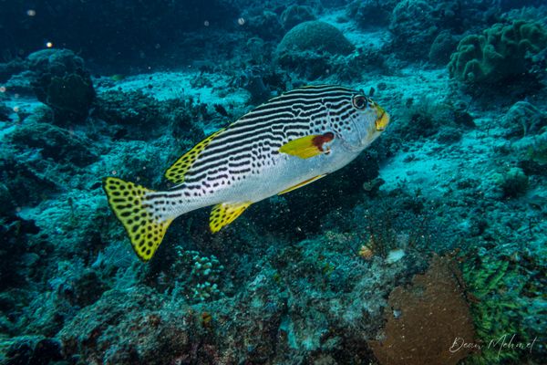 Oblique-banded Sweetlips