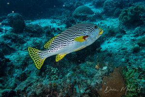 Oblique-banded Sweetlips