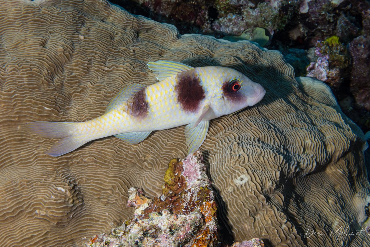 Doublebar Goatfish