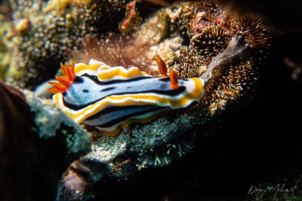 Anna's Chromodoris