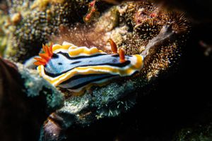Anna's Chromodoris