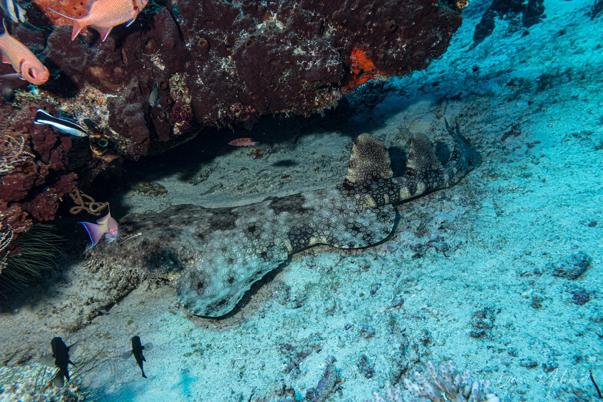 Tasselled Wobbegong hero image