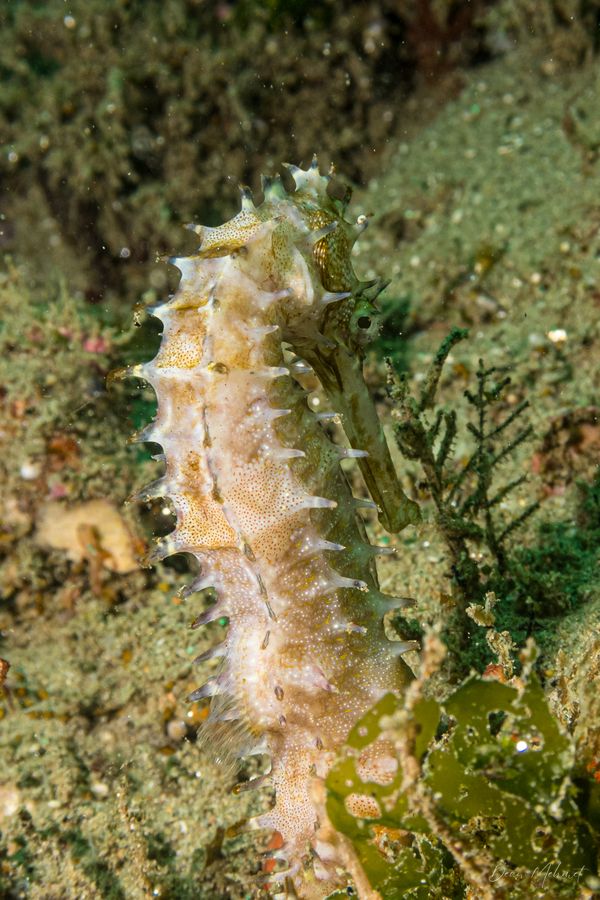 Spiny Seahorse