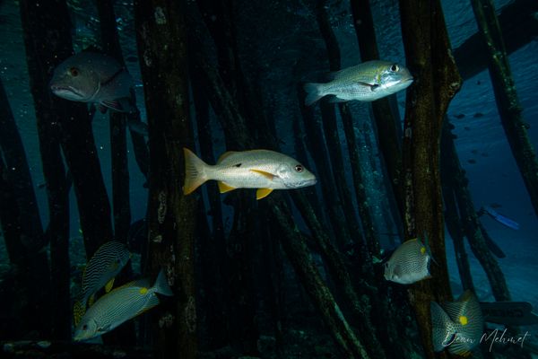 Onespot Snapper