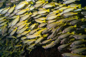 Bigeye Snapper