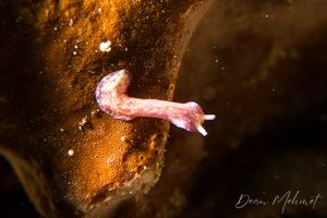 Unknown representative species