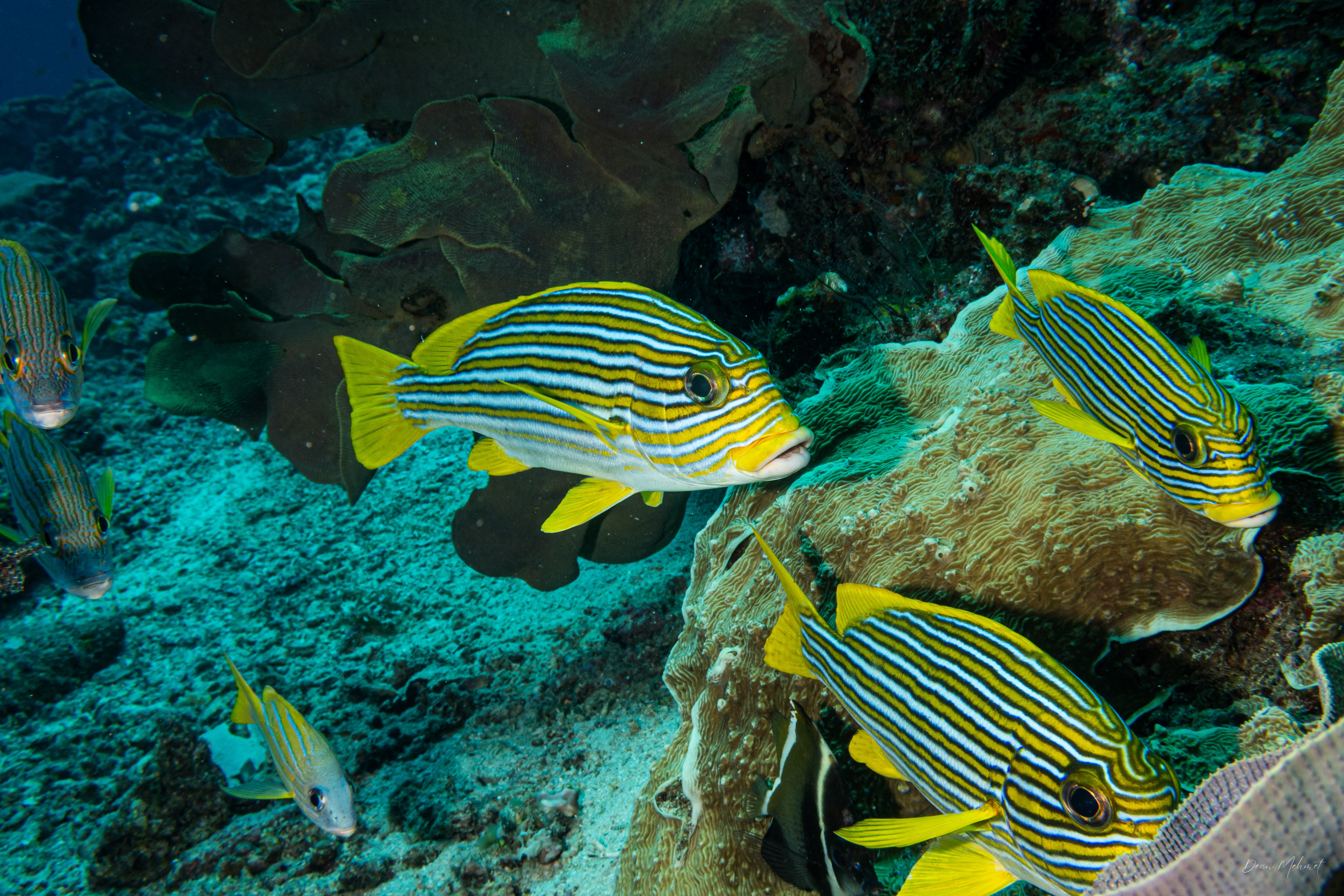 Ribbon Sweetlips