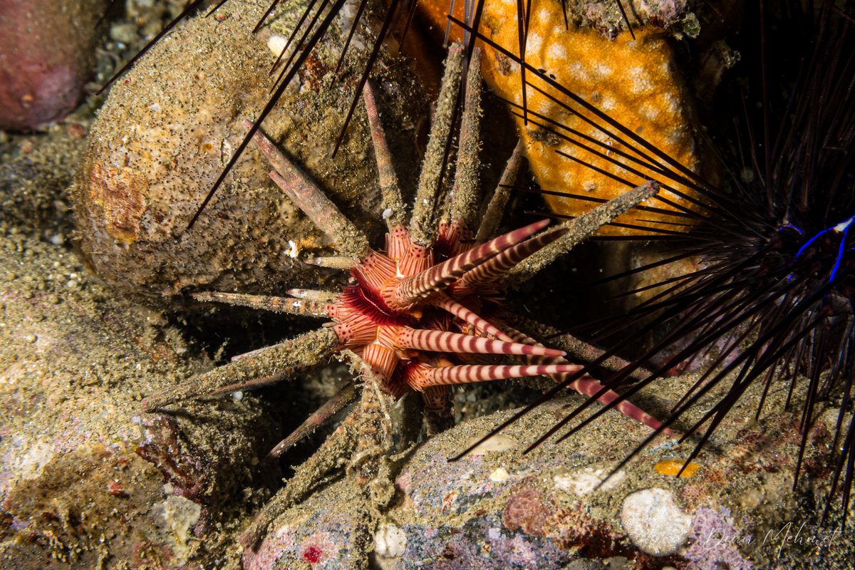 Prionocidaris baculosa