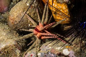 Sea Urchins, Sand Dollars, and Heart Urchins representative species