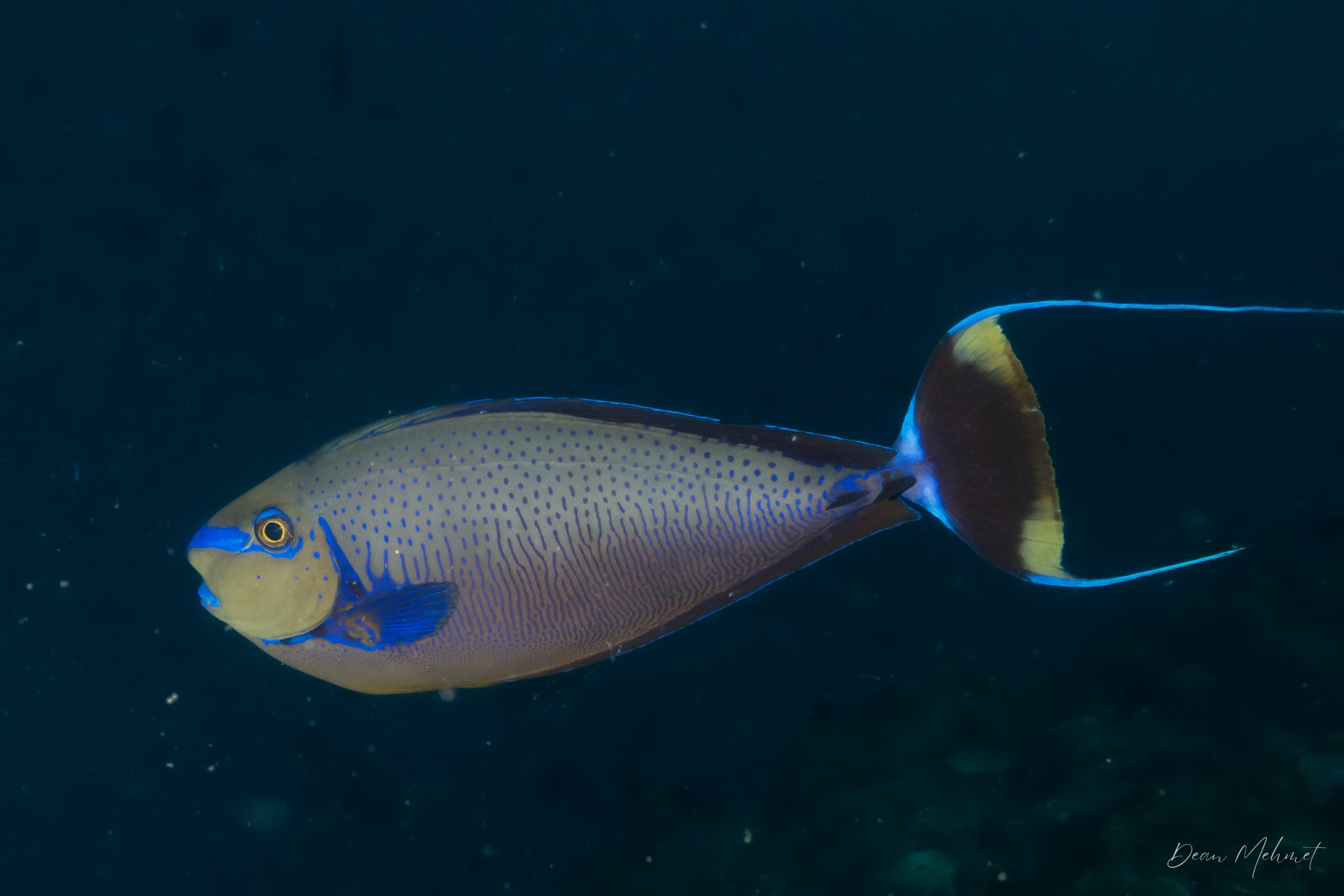 Bignose Unicornfish