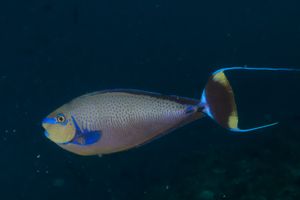 Bignose Unicornfish