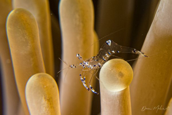 Sarasvati Anemone Shrimp