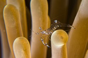 Sarasvati Anemone Shrimp