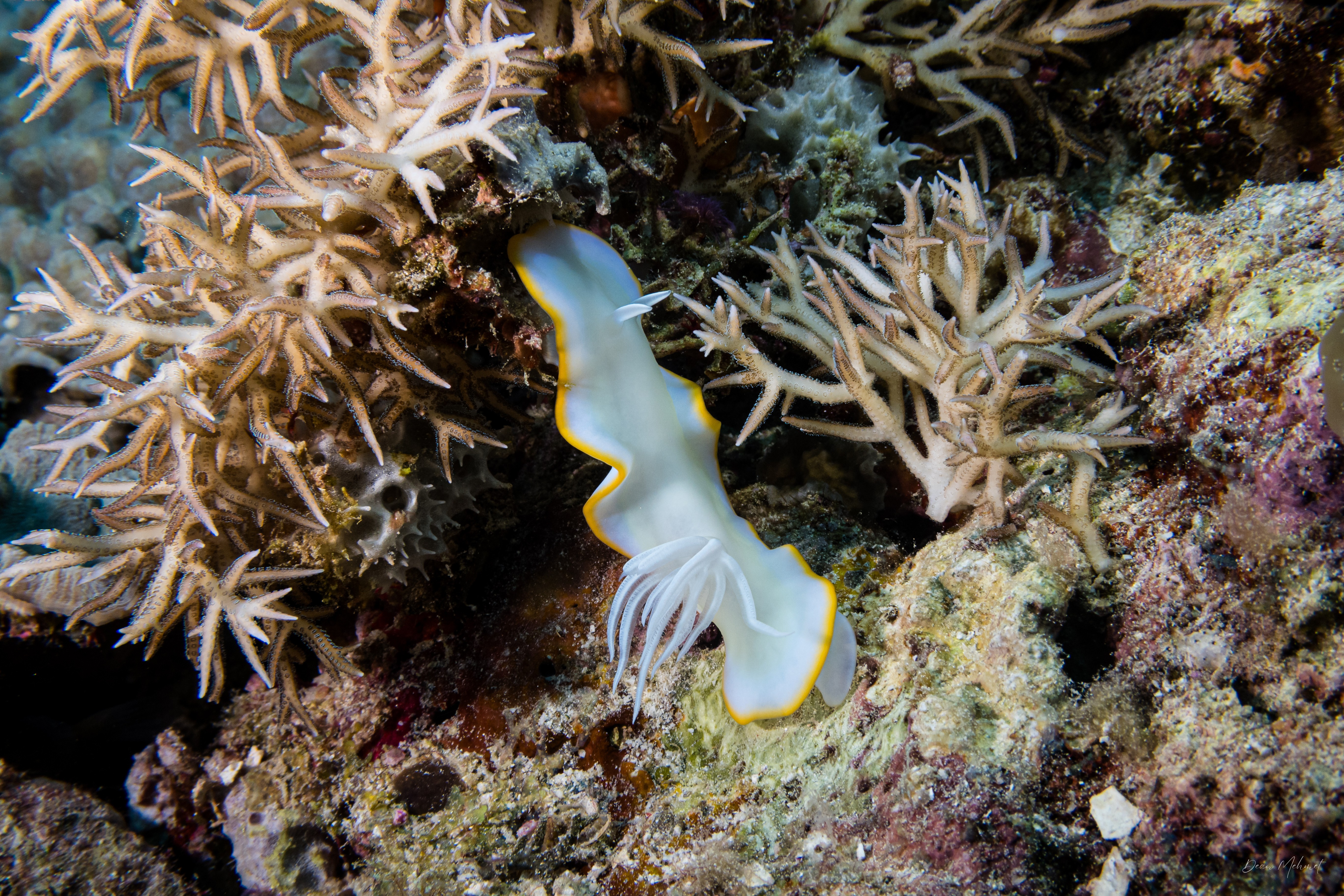 Ardeadoris egretta