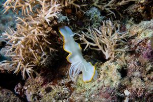 Ardeadoris egretta