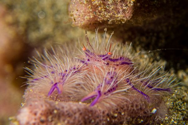 Hairy Squat Lobster - Ambon - 15 September 2026 - Dive 1 - Air Manis
