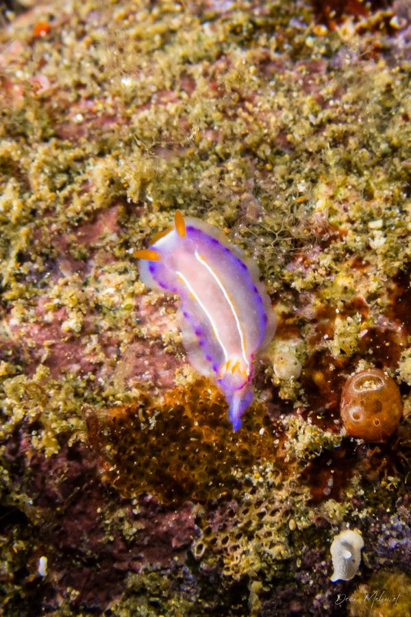 Flowering Thorunna
