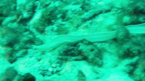 White Ribbon Eel